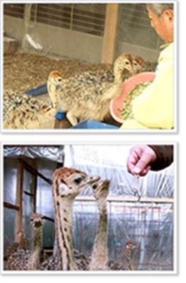 フクダのダチョウ1画像